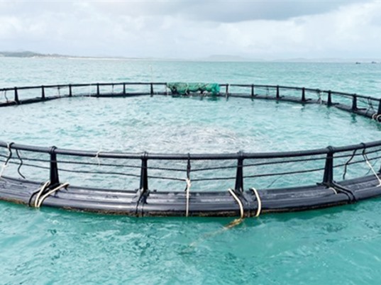 Phú Yên: Sản xuất giống và nuôi thương phẩm cá chim vây vàng